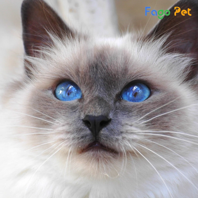 ưu điểm khi lựa chọn mua mèo birman tại fago pet