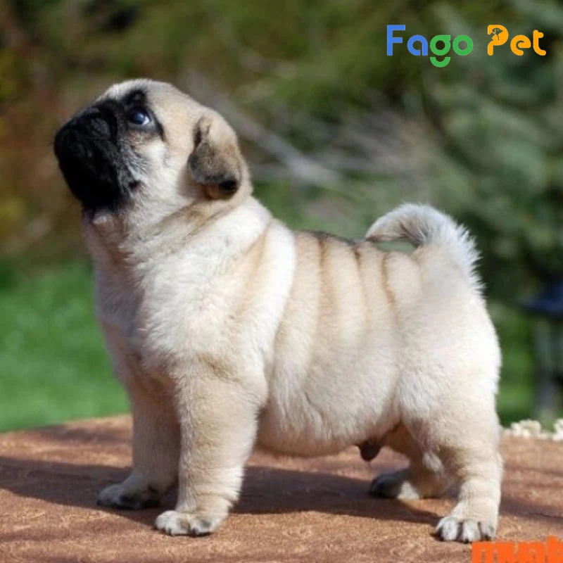 chó pug 1 tháng tuổi