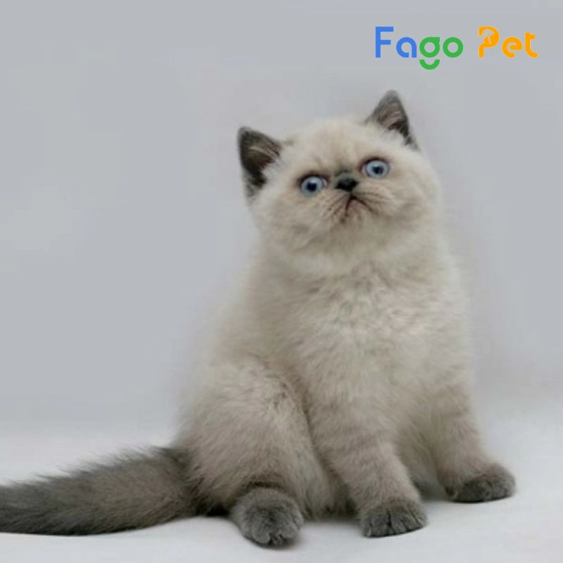 fago pet là một địa chỉ uy tín chuyên cung cấp mèo ba tư lai anh lông dài