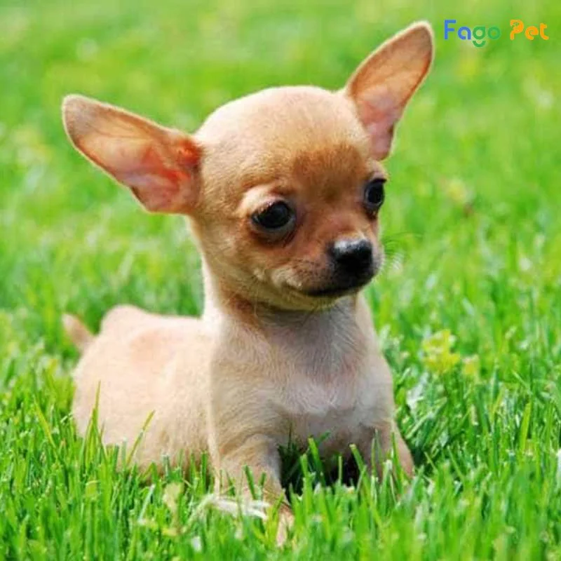 Phối Giống Chó Chihuahua