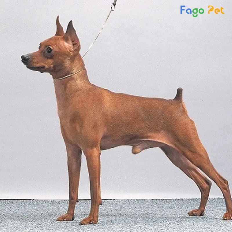 Fago Pet sẽ không làm bạn thất vọng về giống chó lẫn giá cả