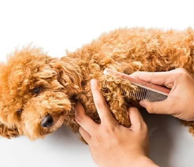 cách chăm sóc chó Poodle sau khi cạo lông máu