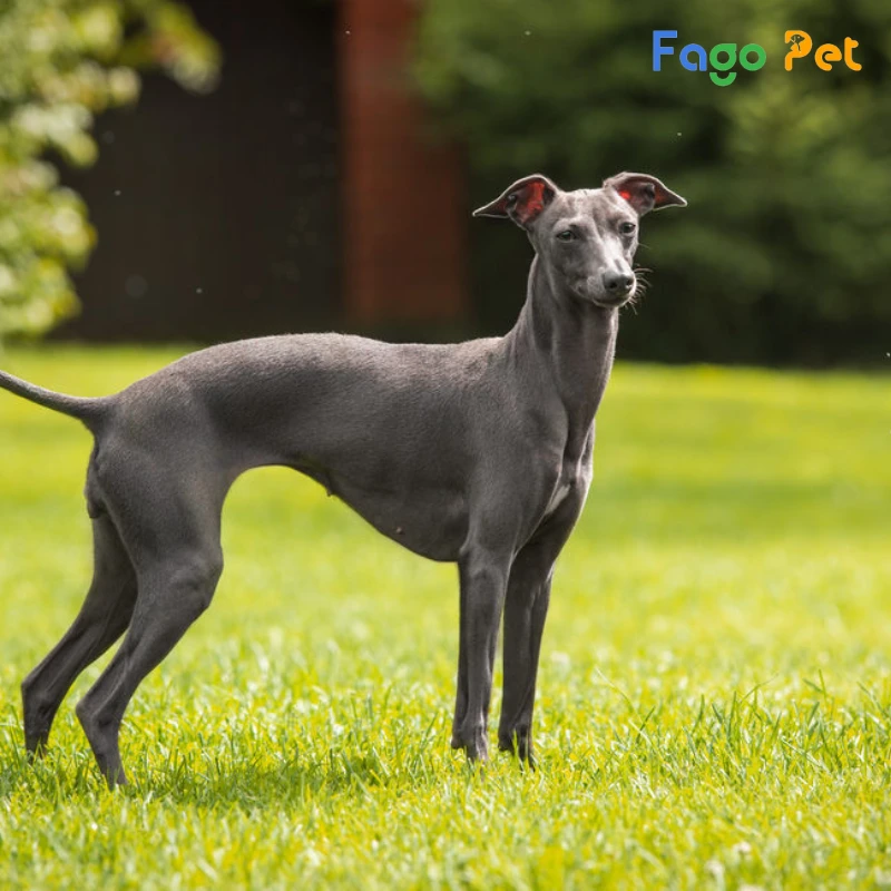 địa chỉ bán chó greyhound uy tín, giá tốt