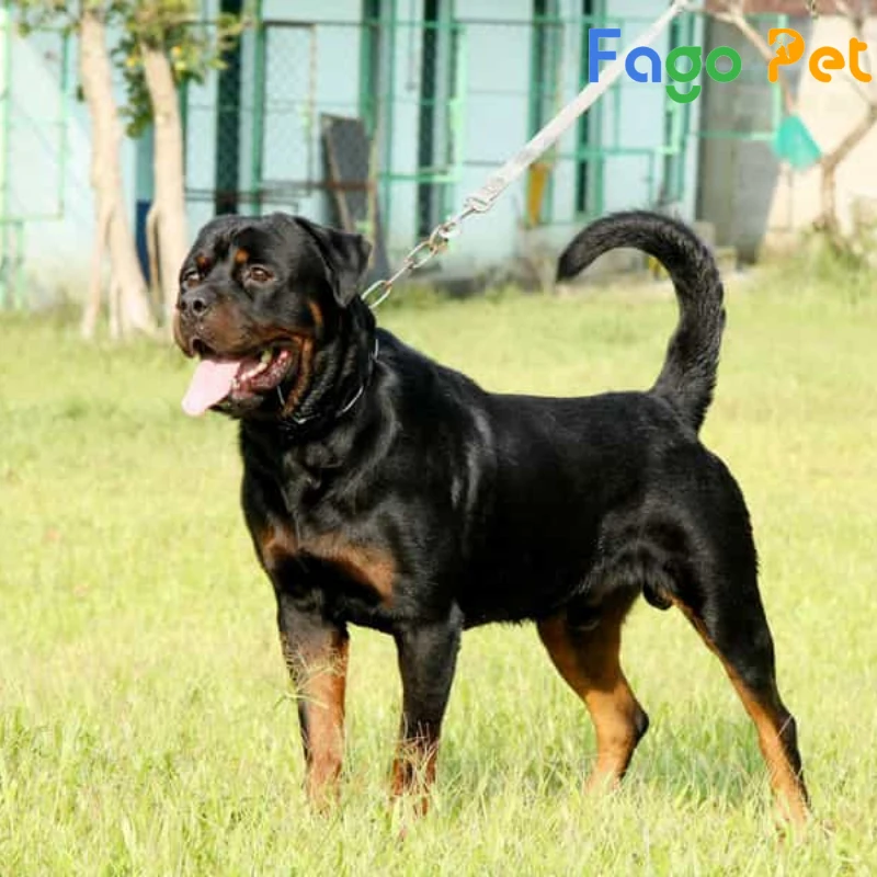 chó rottweiler lai f1