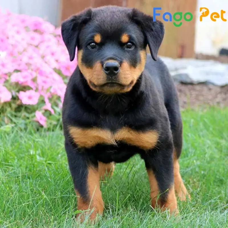 chó rottweiler dòng trung