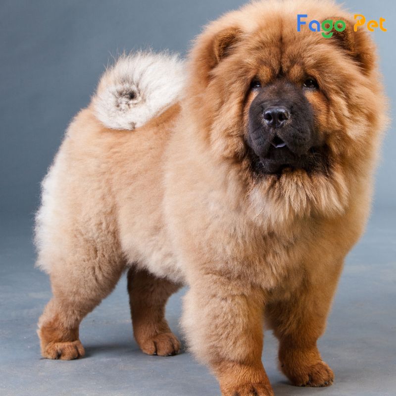 phối giống chó Chow Chow