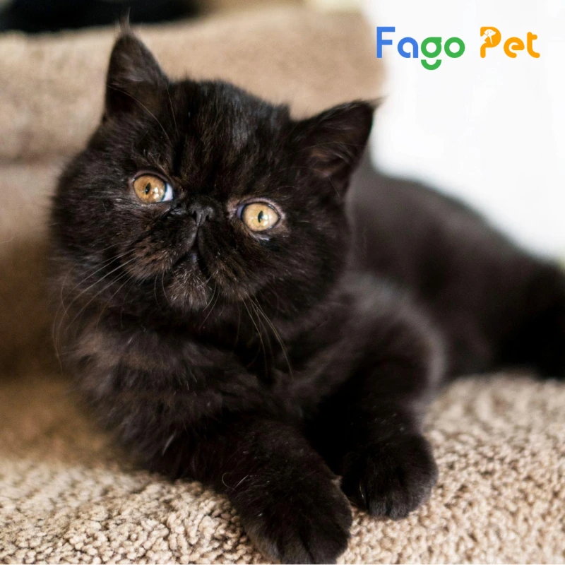 ngoại hình của mèo ba tư màu đen