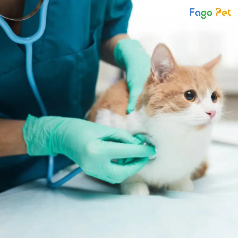 thuốc điều trị ký sinh trùng máu ở mèo