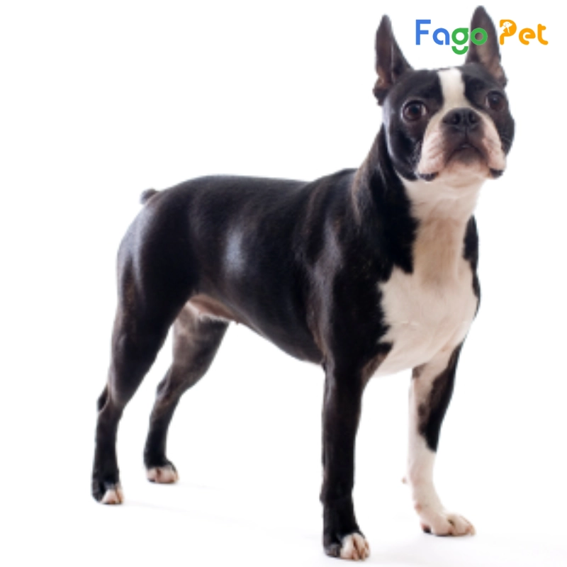 những lưu ý khi nuôi chó boston terrier