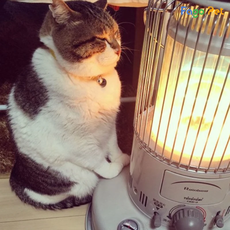 bóng đèn sưởi ấm cho chó