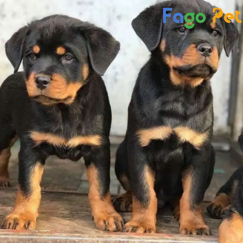 chó con rottweiler 2 tháng tuổi