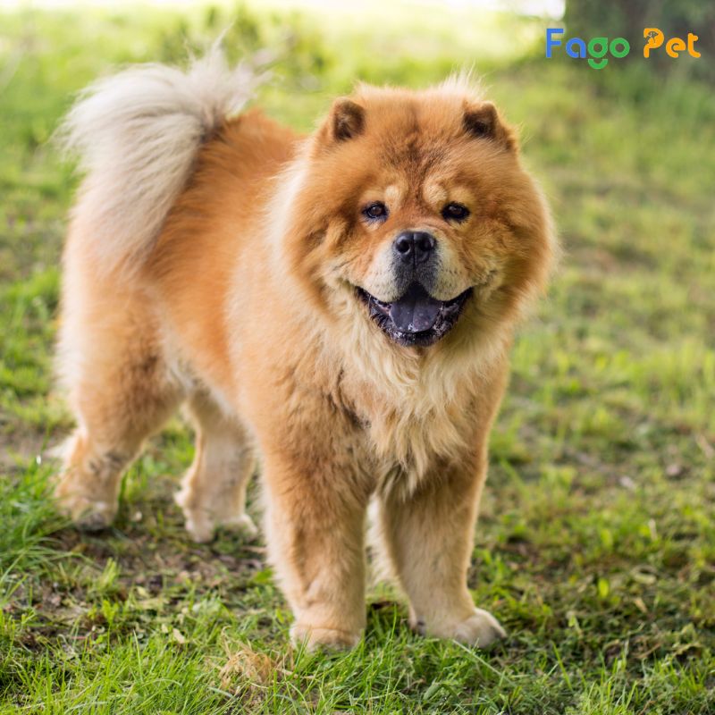 phối giống chó Chow Chow