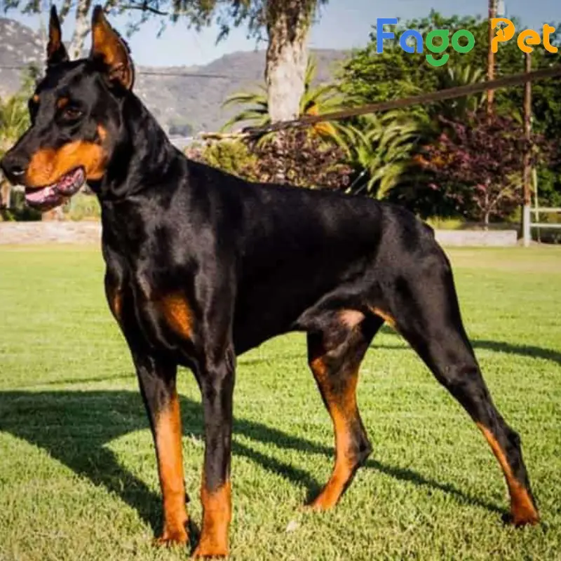 chó doberman đen vàng