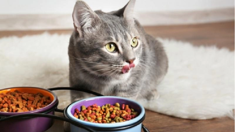 thức ăn mèo whiskas