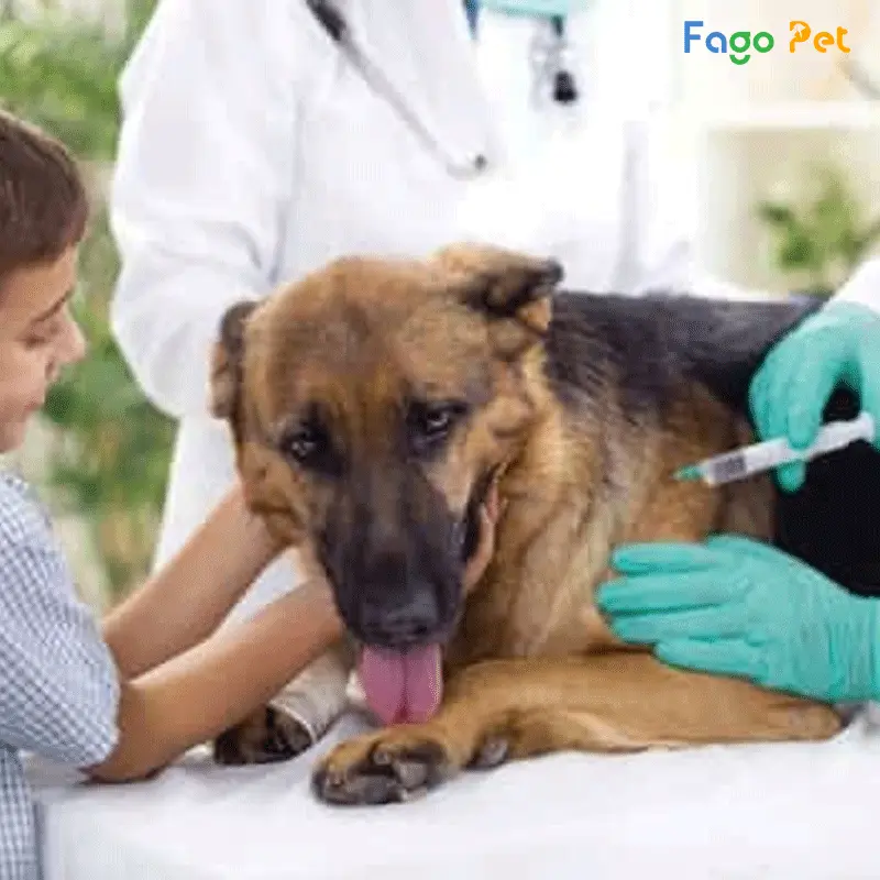 Sử dụng thuốc bôi trị ghẻ chảy mủ ở chó