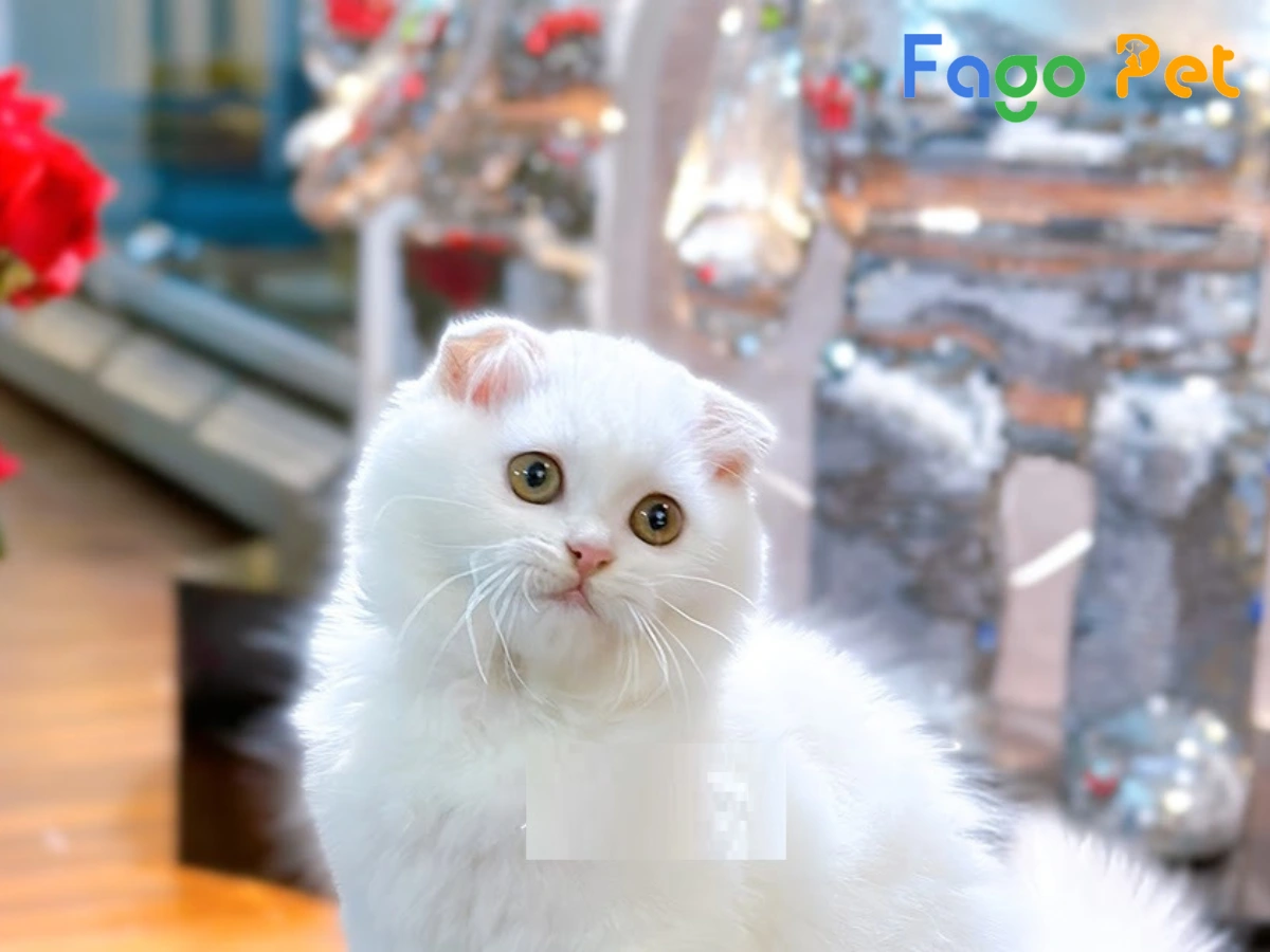 #Giống Mèo Anh Lông Dài Tai Cụp: Đặc Điểm Ngoại Hình Và Giá Bán