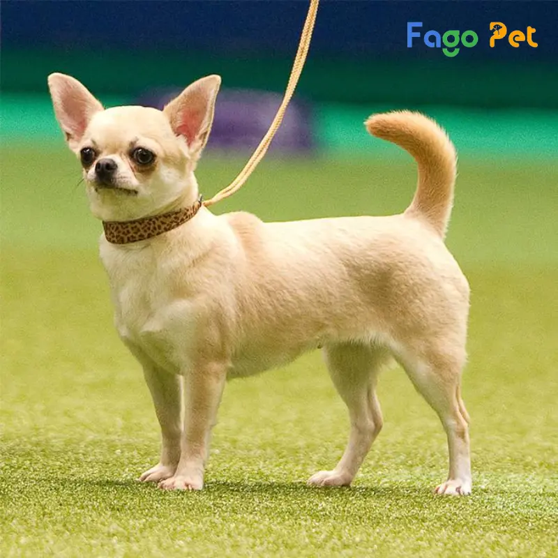 Chihuahua tại Fago Pet luôn được đảm bảo về chất lượng và giá cả
