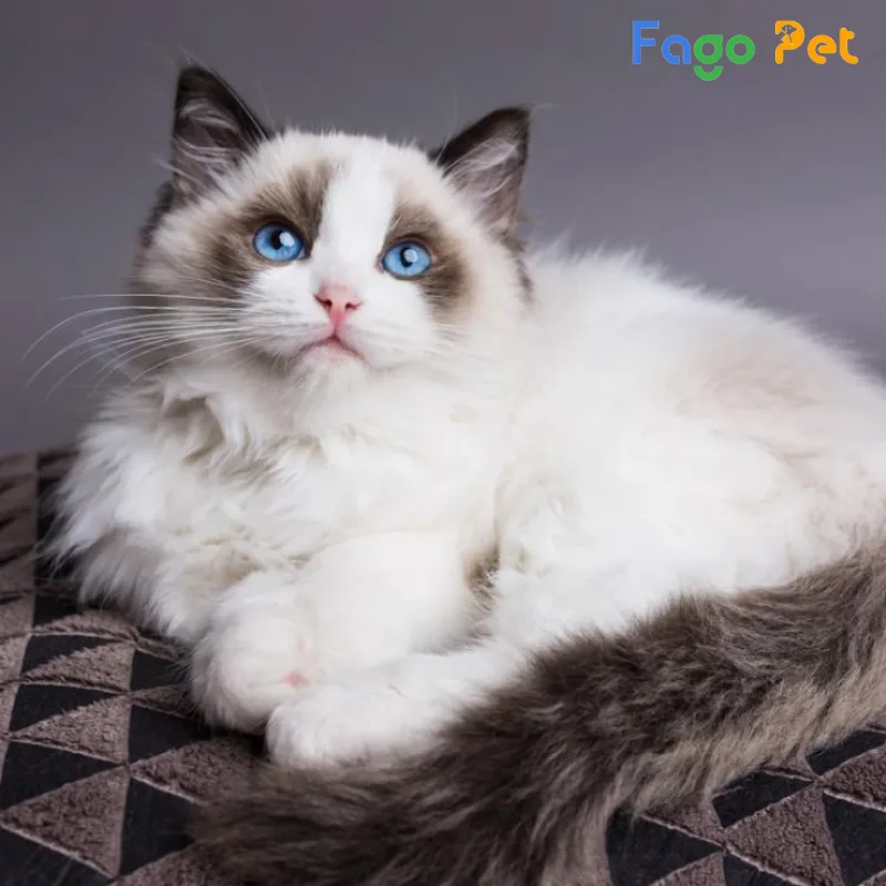 khách sạn cho mèo Ragdoll