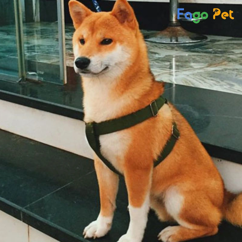 ưu điểm khi lựa chọn mua chó akita Inu tại fago pet