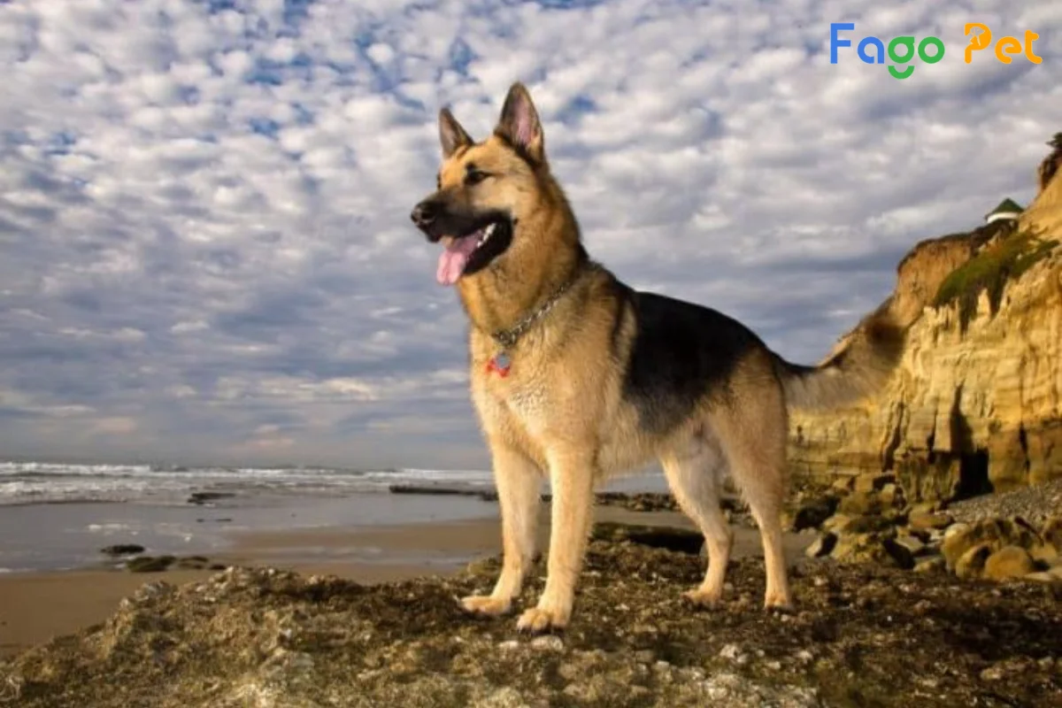 #Giới Thiệu Về Chó Becgie Nga - Nguồn Gốc, Đặc Điểm, Giá Bán