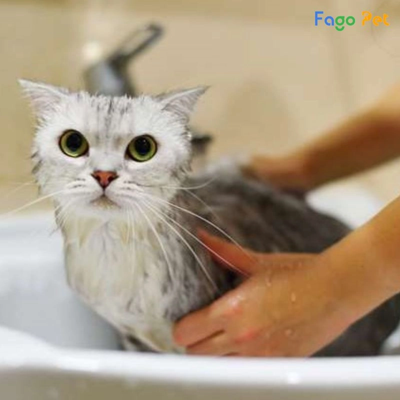 sữa tắm trị nấm cho mèo