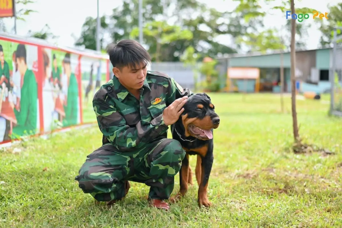 9+ Trung Tâm Huấn Luyện Chó Nhanh Uy Tín Tại TP HCM