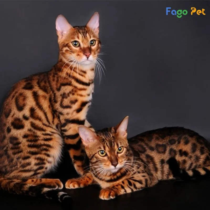 Phối Giống Mèo Bengal