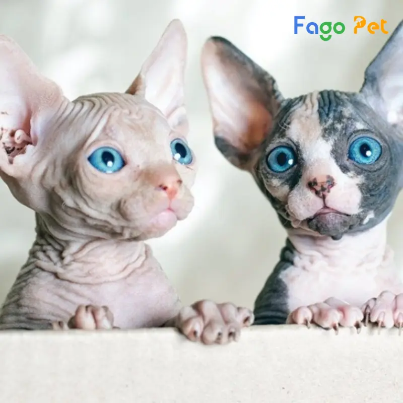 Fago Pet - Nơi bán mèo Ai Cập thuần chủng, giá tốt
