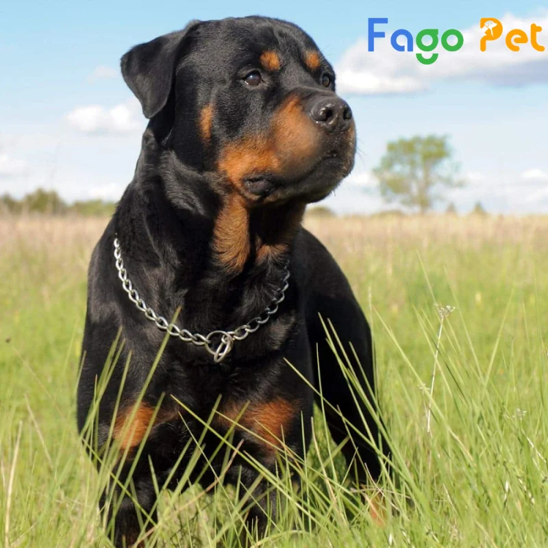 chó rottweiler dòng trung