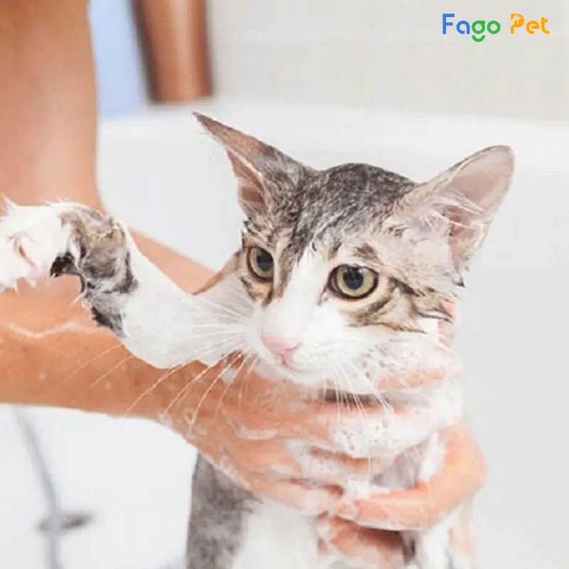 Cách trị ghẻ cho mèo bằng sữa tắm
