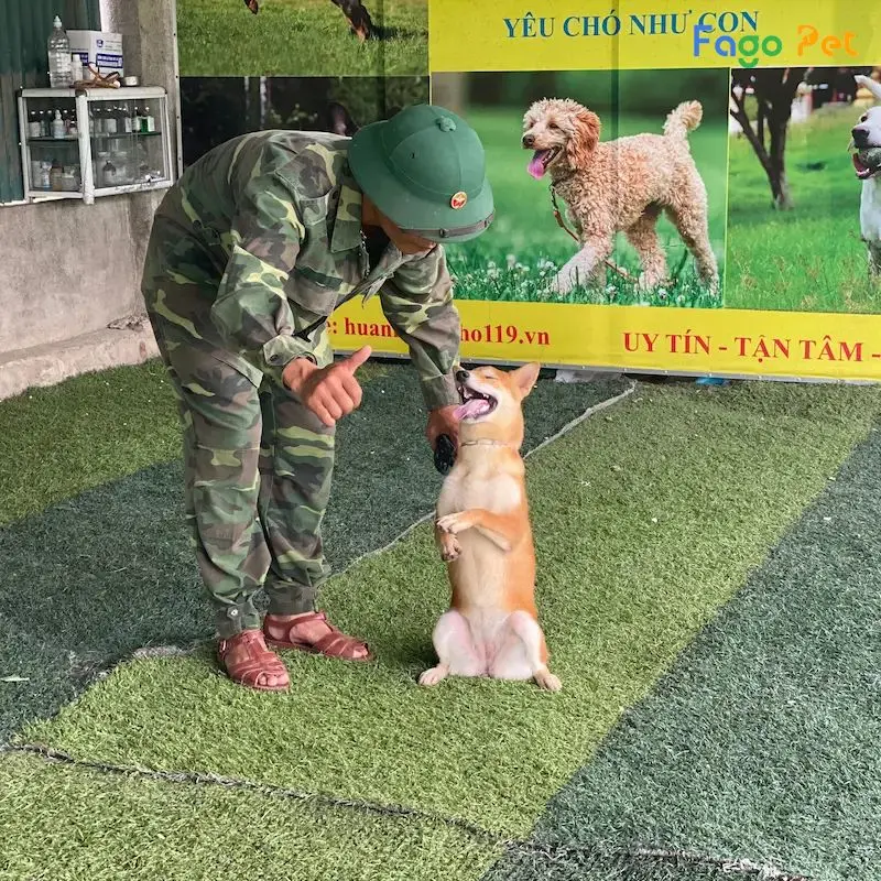 giáo trình huấn luyện chó nghiệp vụ