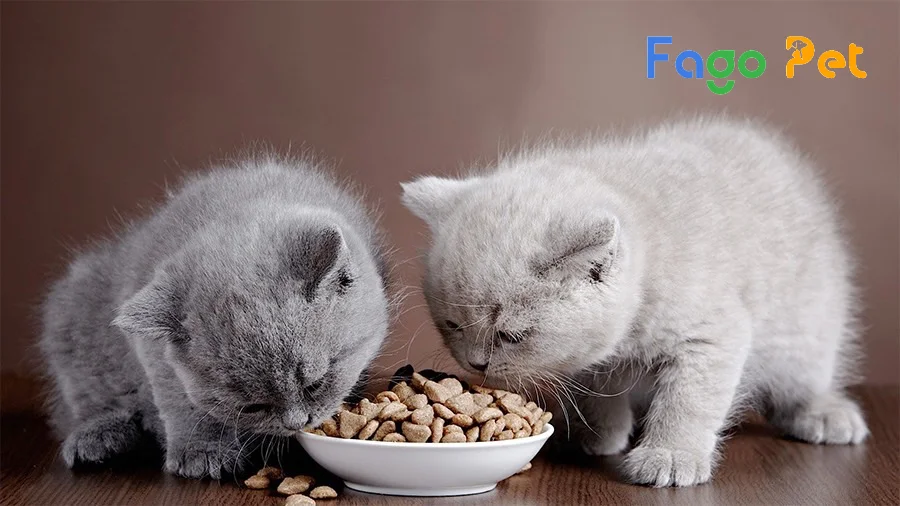 giá thức ăn cho mèo