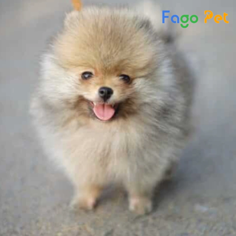 fago pet là địa chỉ bán đồ ăn cho chó phốc sóc chất lượng