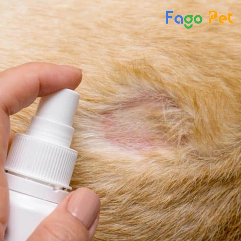 bệnh viêm da là một căn bệnh phổ biến ở hầu hết các loài chó