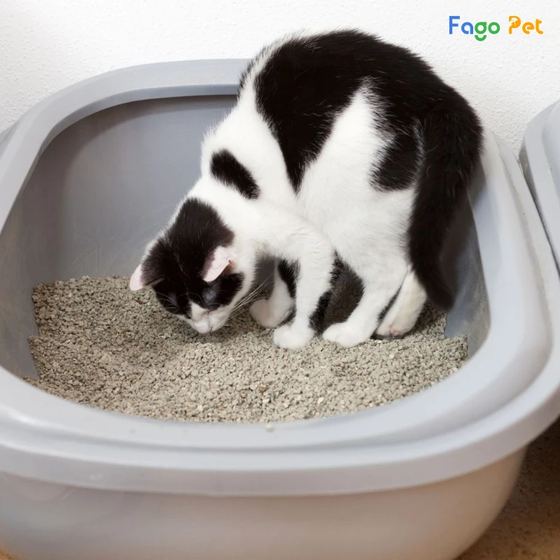 mèo ăn cát vệ sinh