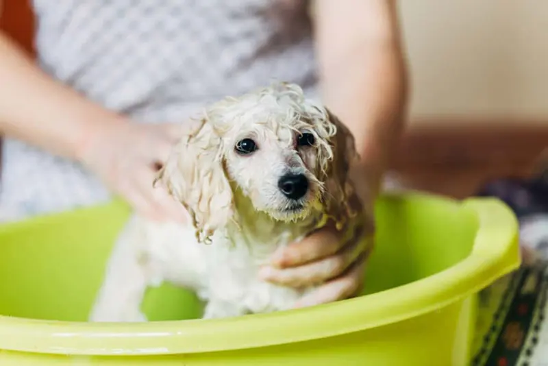 Hướng dẫn cách tắm cho chó Poodle