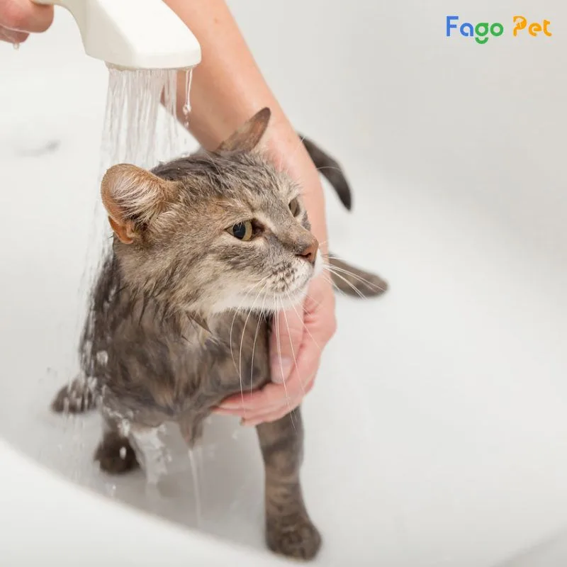  có nên tắm cho mèo bằng sữa tắm người
