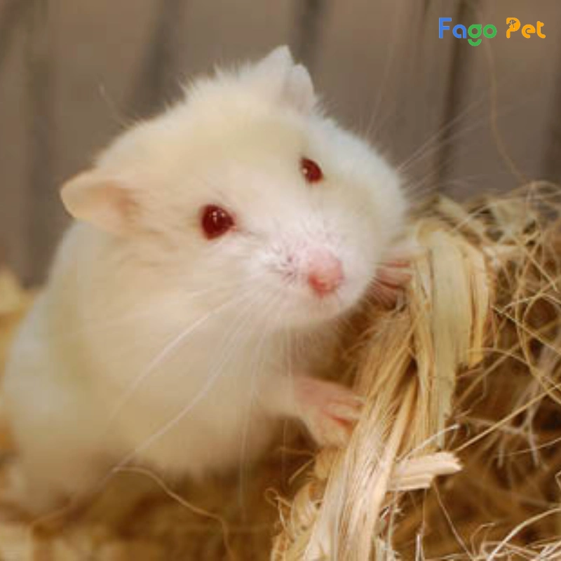 lót chuồng hamster bằng giấy vệ sinh