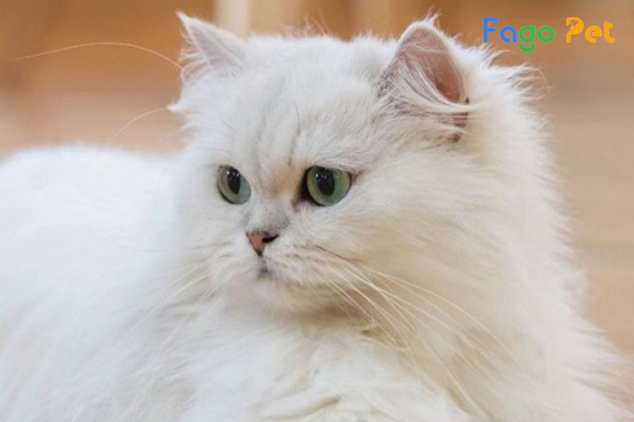 #Giá Bán Mèo Ba Tư Lai Anh lông dài? Những Yếu Tố Ảnh Hưởng Đến Giá Mèo