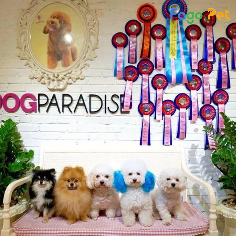 Dog Paradise - Thiên đường cún yêu