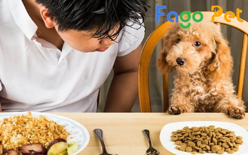 thực phẩm bổ sung cho chó