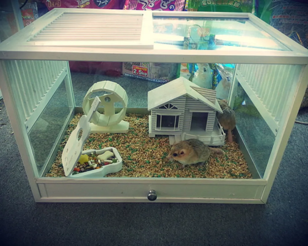 Hướng Dẫn Làm Lồng Cho Hamster Đơn Giản Dễ Thực Hiện