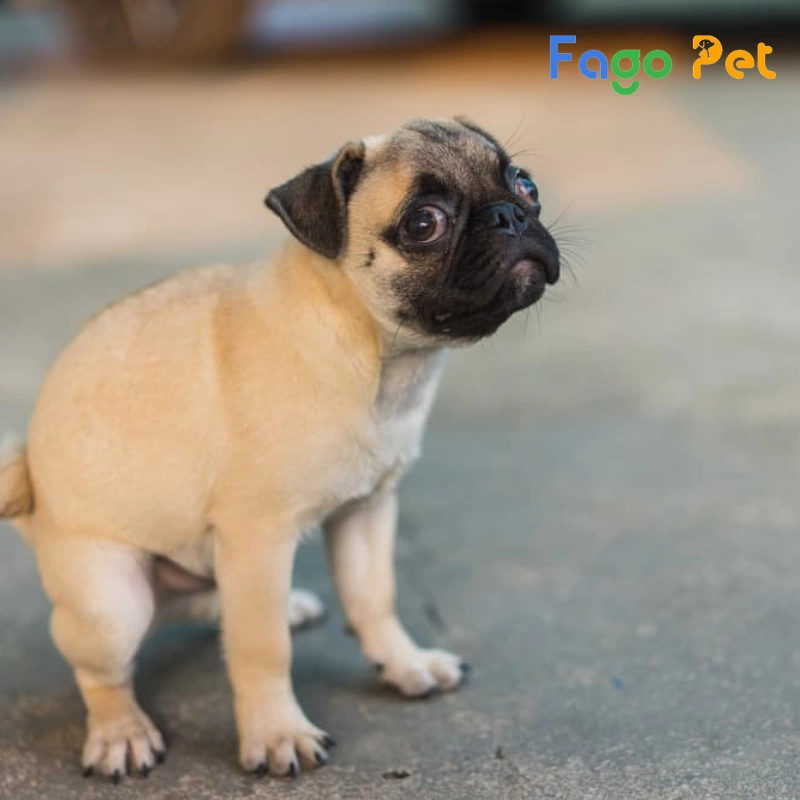 chó pug bị tiêu chảy