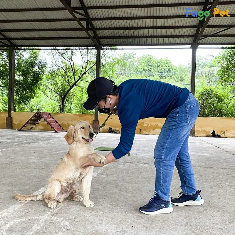 cách huấn luyện chó bảo vệ chủ