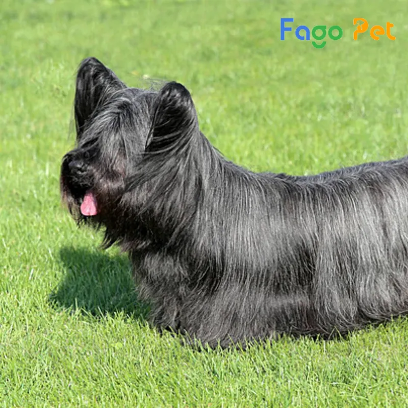 skye terrier là một giống chó săn có nguồn gốc từ scotland