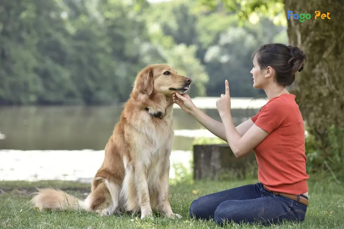 Hướng Dẫn Cách Dạy Chó Không Theo Người Lạ