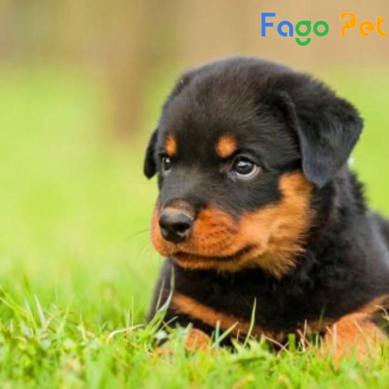 Bán Chó Rottweiler Con