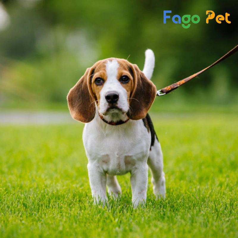 đặc điểm về ngoại hình của dòng chó beagle