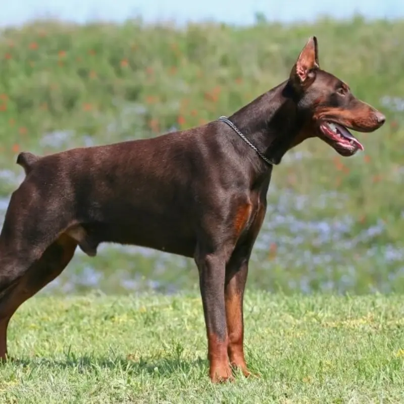 Bán Chó Doberman Nâu Vàng