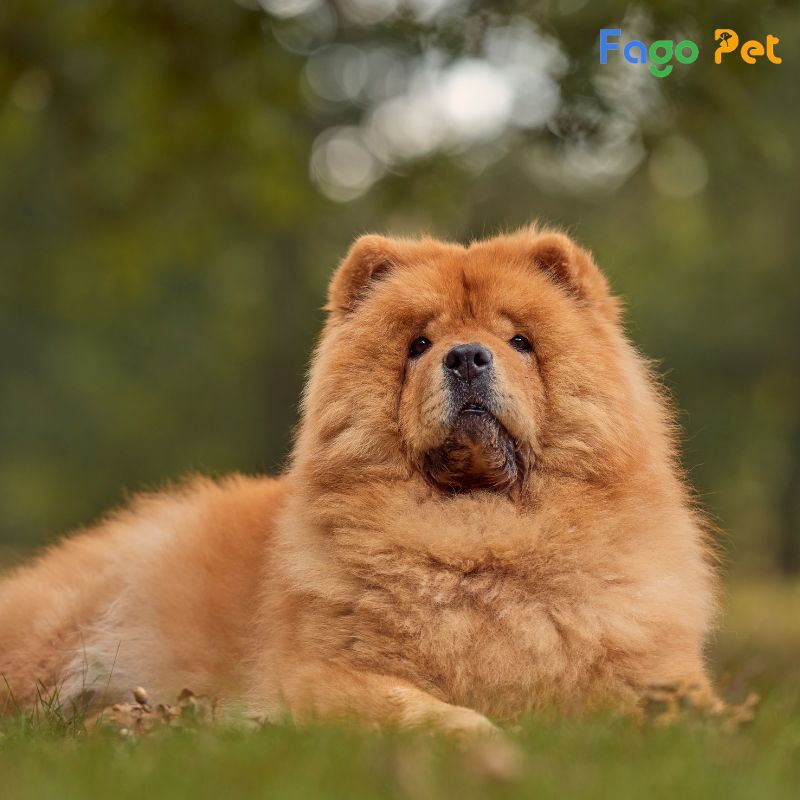 phối giống chó Chow Chow